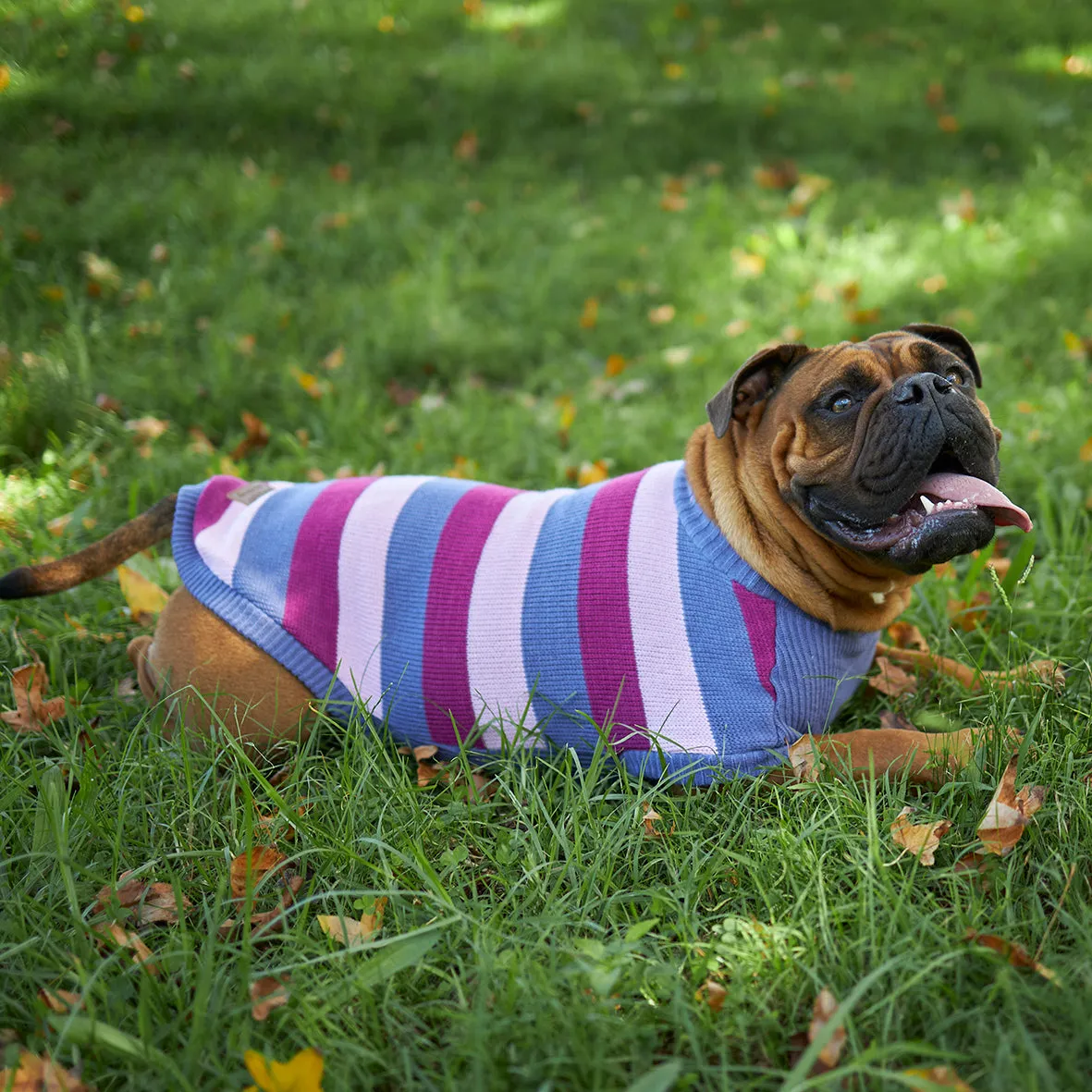Bumble Dog Jumper - Berry