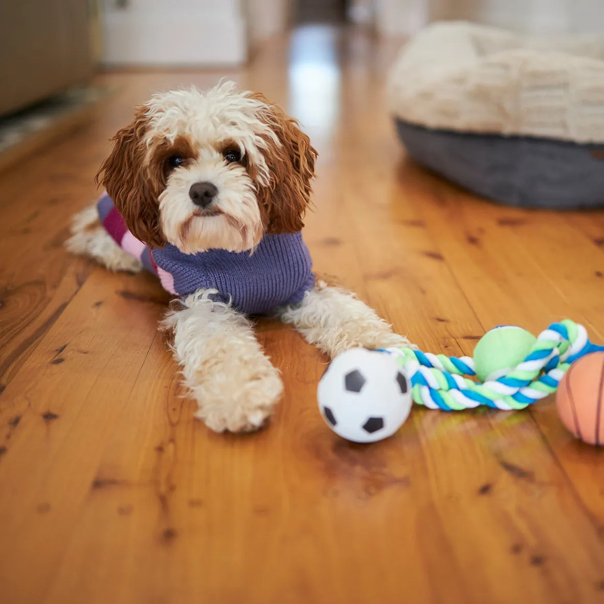 Bumble Dog Jumper - Berry