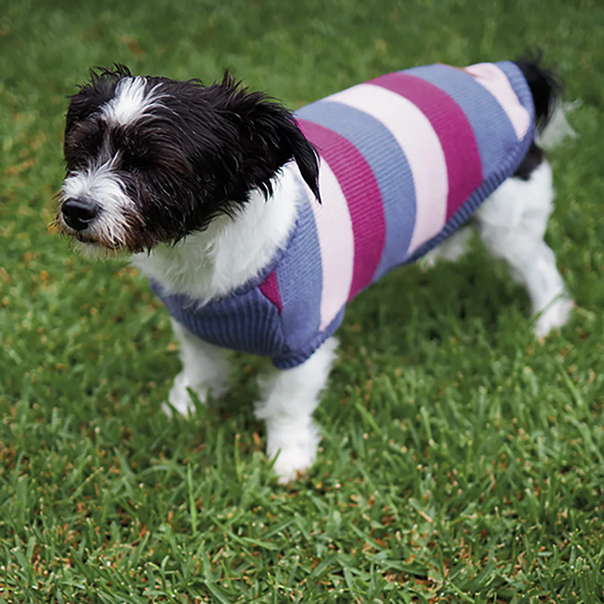 Bumble Dog Jumper - Berry