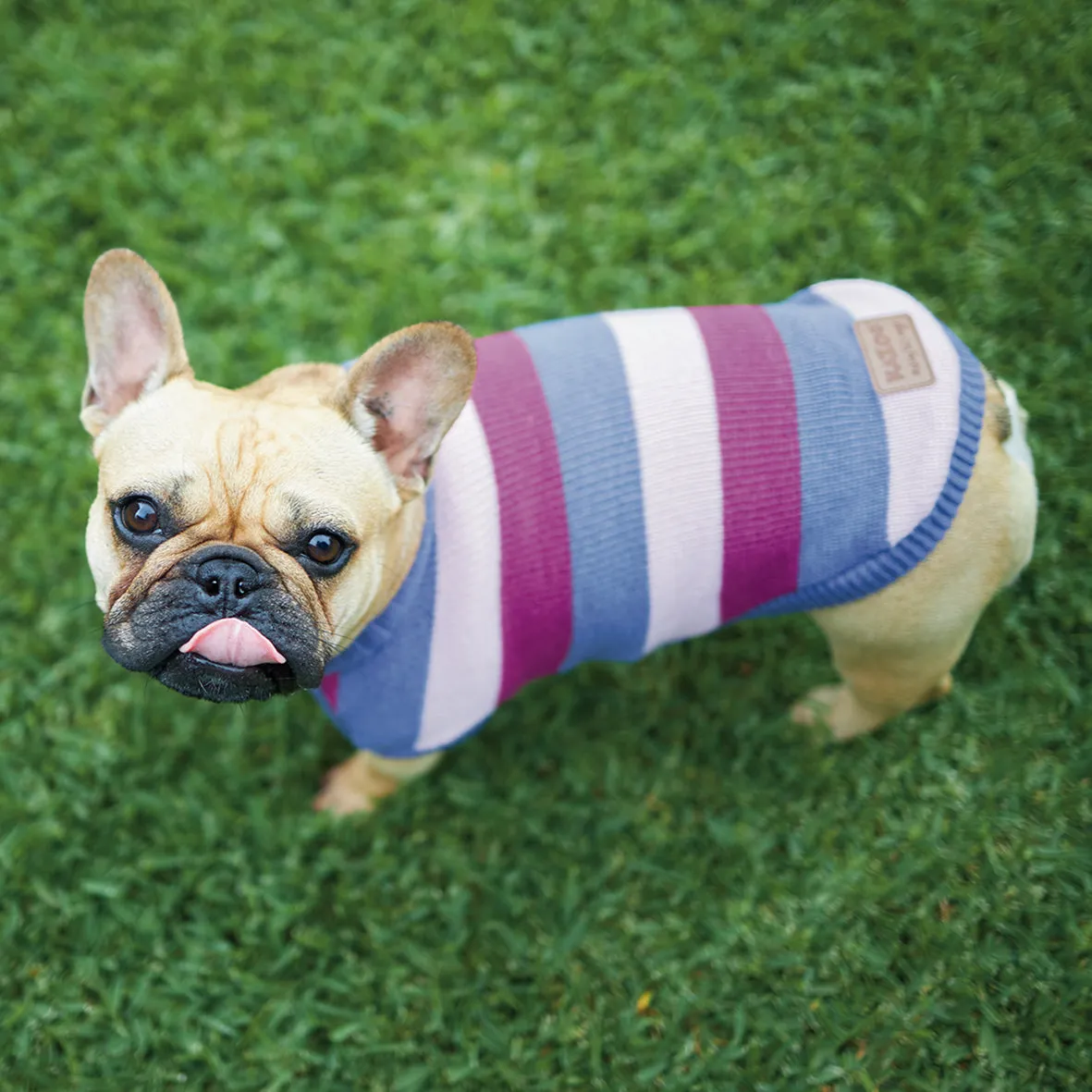 Bumble Dog Jumper - Berry