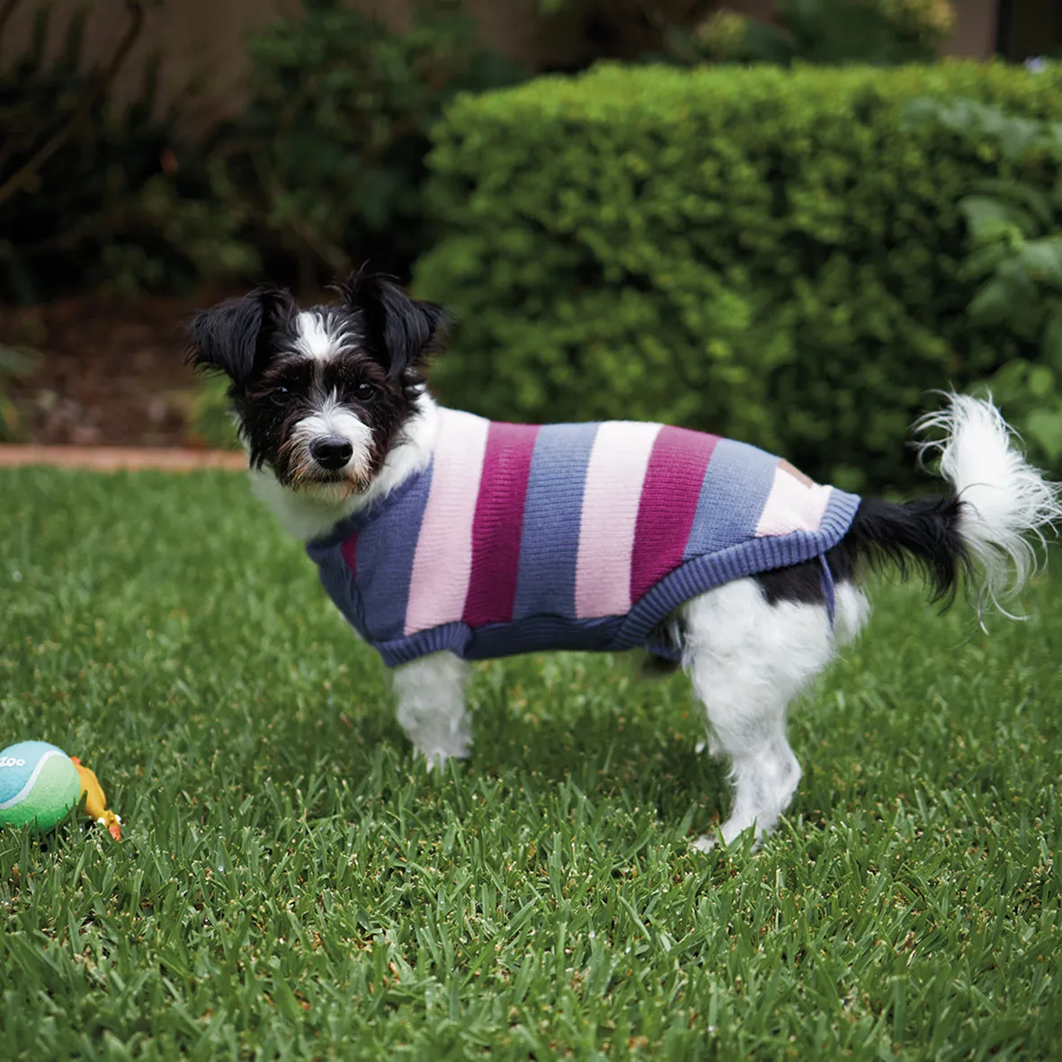 Bumble Dog Jumper - Berry