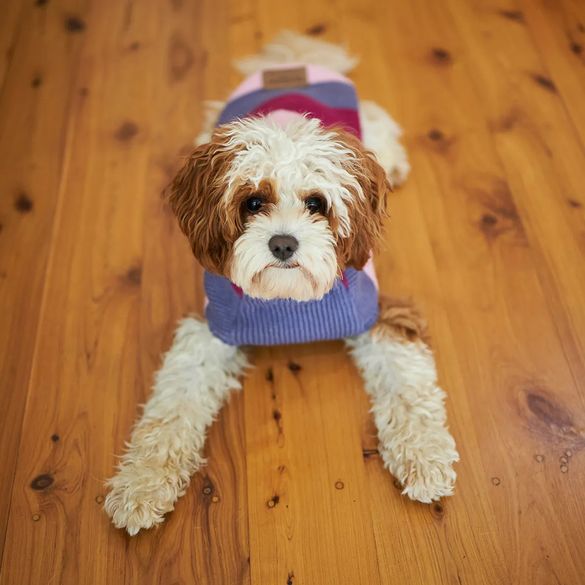 Bumble Dog Jumper - Berry