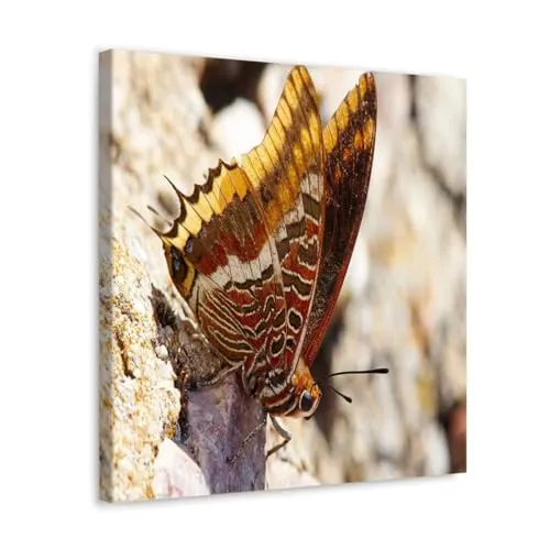 GADGETS WRAP Canvas Gallery Wrap Framed for Home Office Studio Living Room Decoration (10x10inch) - Butterfly Flies