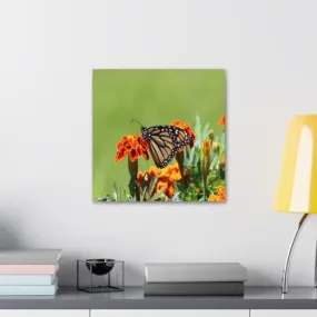 GADGETS WRAP Canvas Gallery Wrap Framed for Home Office Studio Living Room Decoration (10x10inch) - Butterfly On A Orange Flower