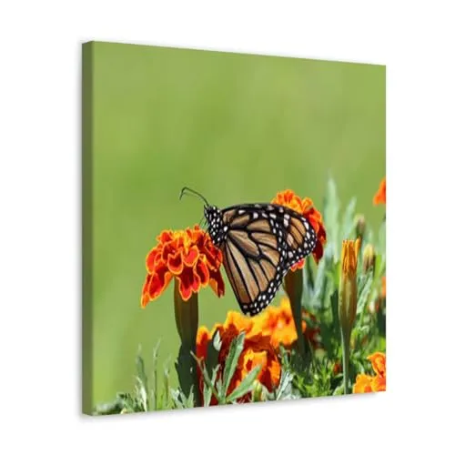 GADGETS WRAP Canvas Gallery Wrap Framed for Home Office Studio Living Room Decoration (10x10inch) - Butterfly On A Orange Flower