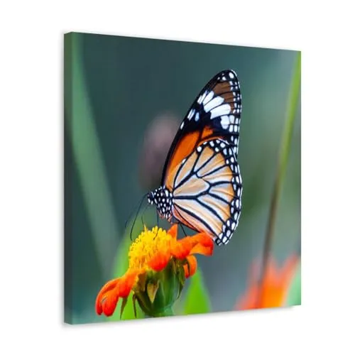 GADGETS WRAP Canvas Gallery Wrap Framed for Home Office Studio Living Room Decoration (10x10inch) - Butterfly On Orange