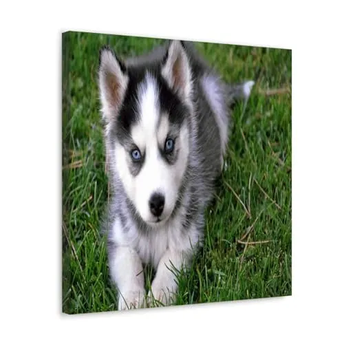GADGETS WRAP Canvas Gallery Wrap Framed for Home Office Studio Living Room Decoration (10x10inch) - Cute Husky Puppy