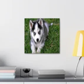 GADGETS WRAP Canvas Gallery Wrap Framed for Home Office Studio Living Room Decoration (10x10inch) - Cute Husky Puppy