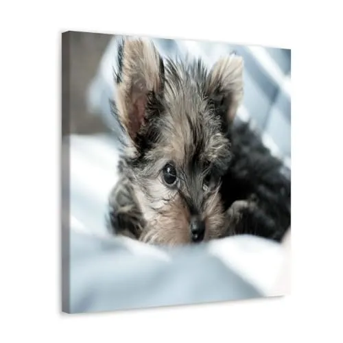 GADGETS WRAP Canvas Gallery Wrap Framed for Home Office Studio Living Room Decoration (10x10inch) - Furry Puppy